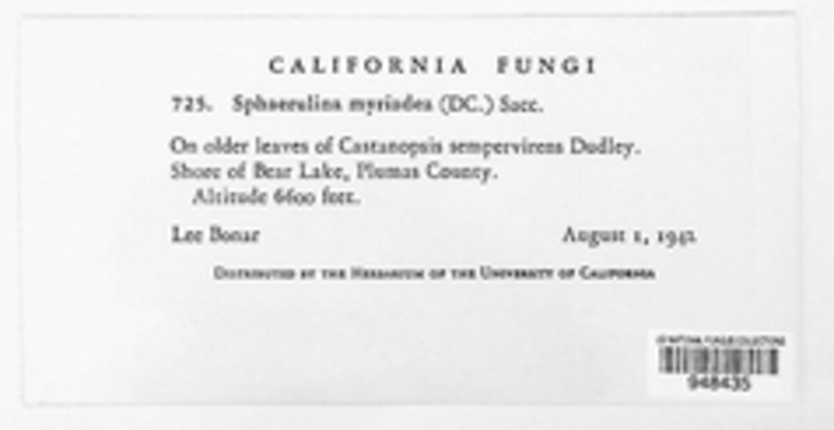 Sphaerulina image
